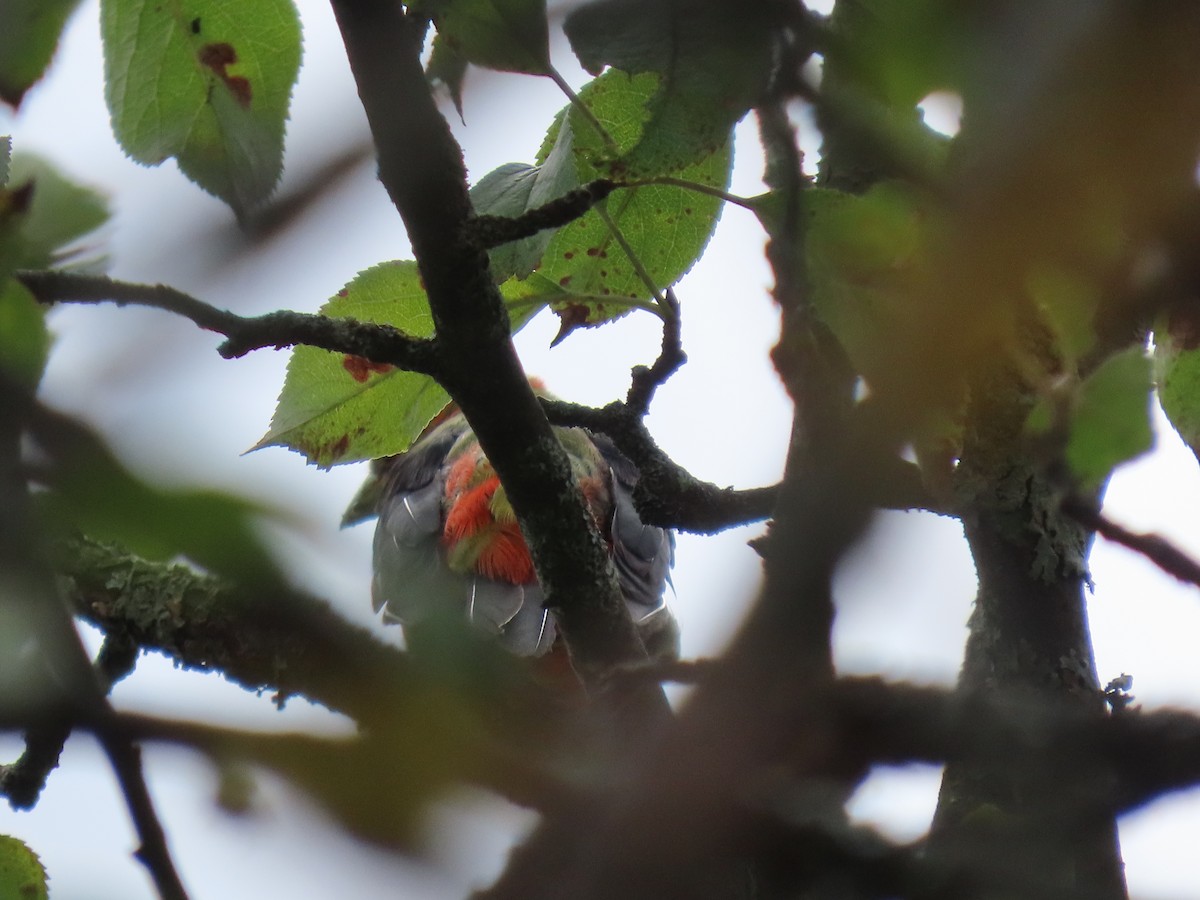 Scarlet Tanager - ML641236711