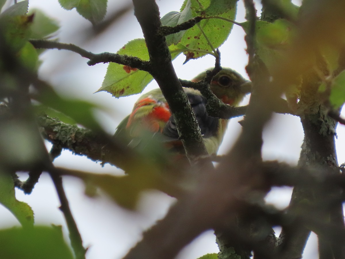 Scarlet Tanager - ML641236712