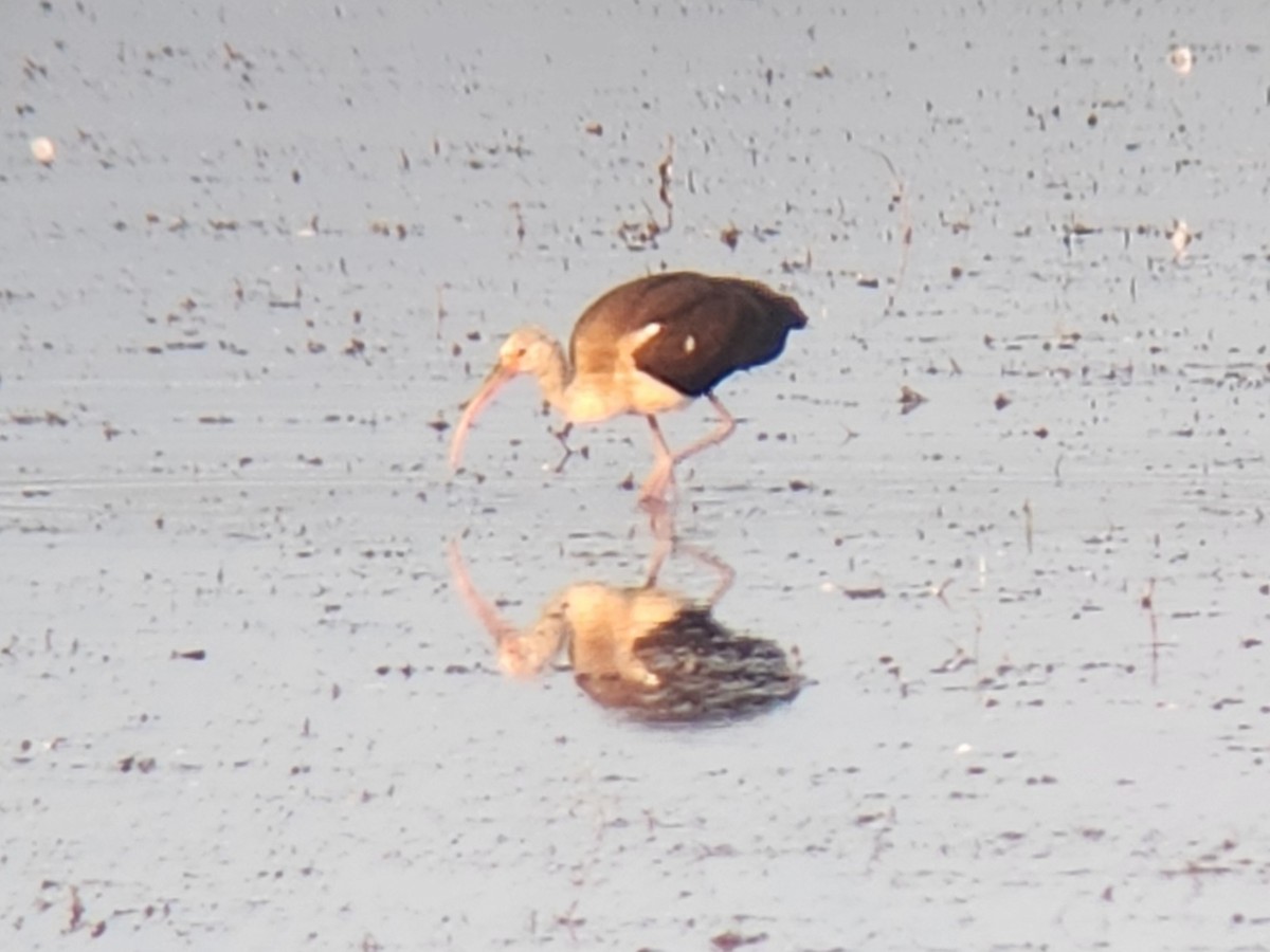 White Ibis - ML641236793