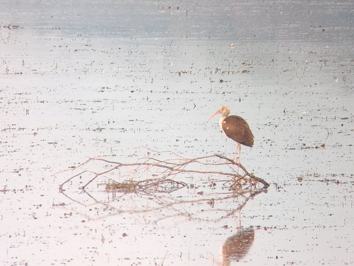 White Ibis - ML641236796