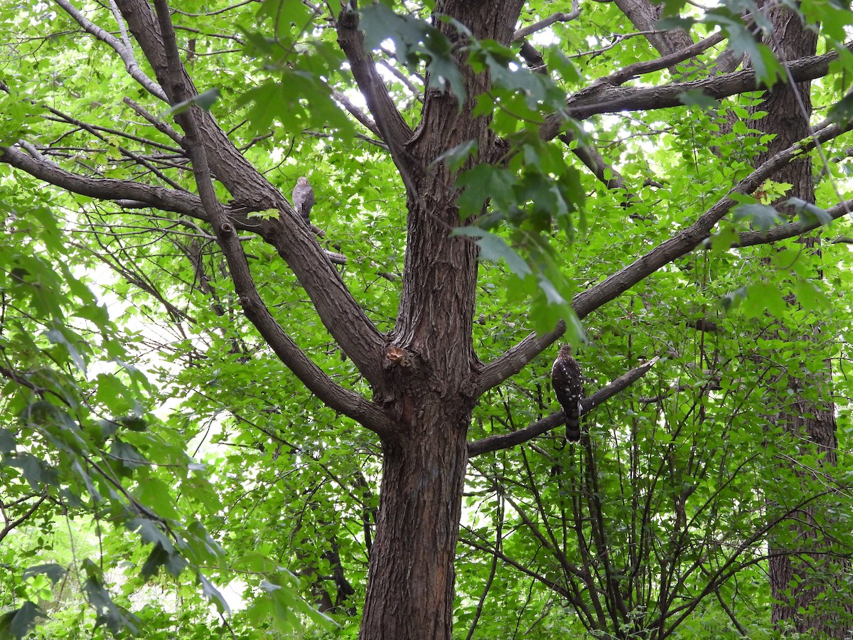 Cooper's Hawk - ML641236799