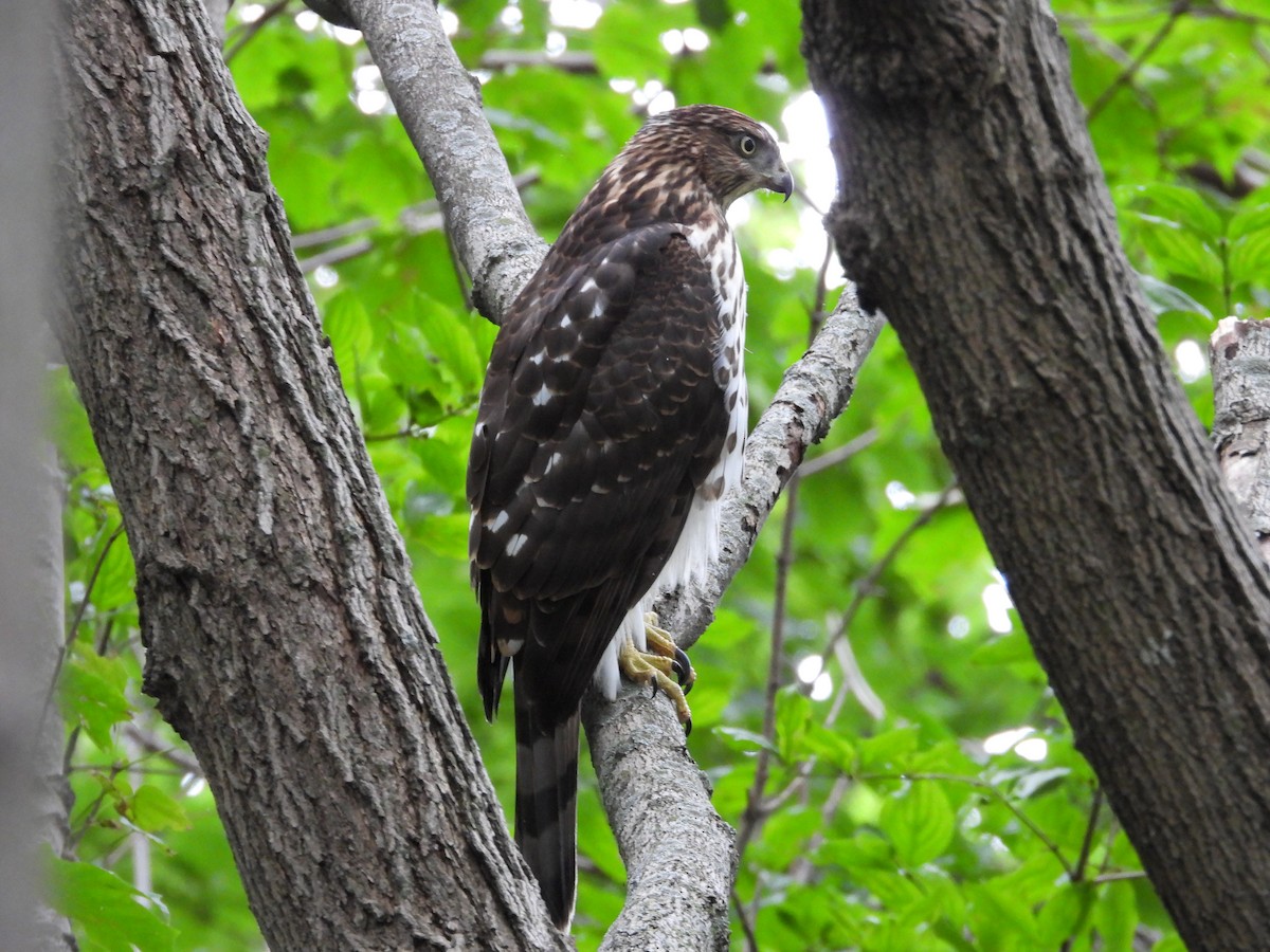 Cooper's Hawk - ML641236802