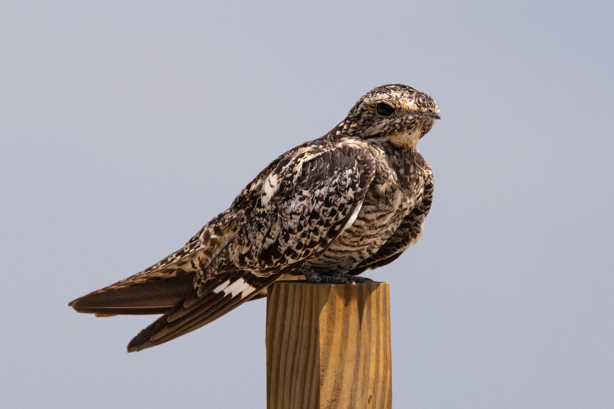 Common Nighthawk - ML641236831