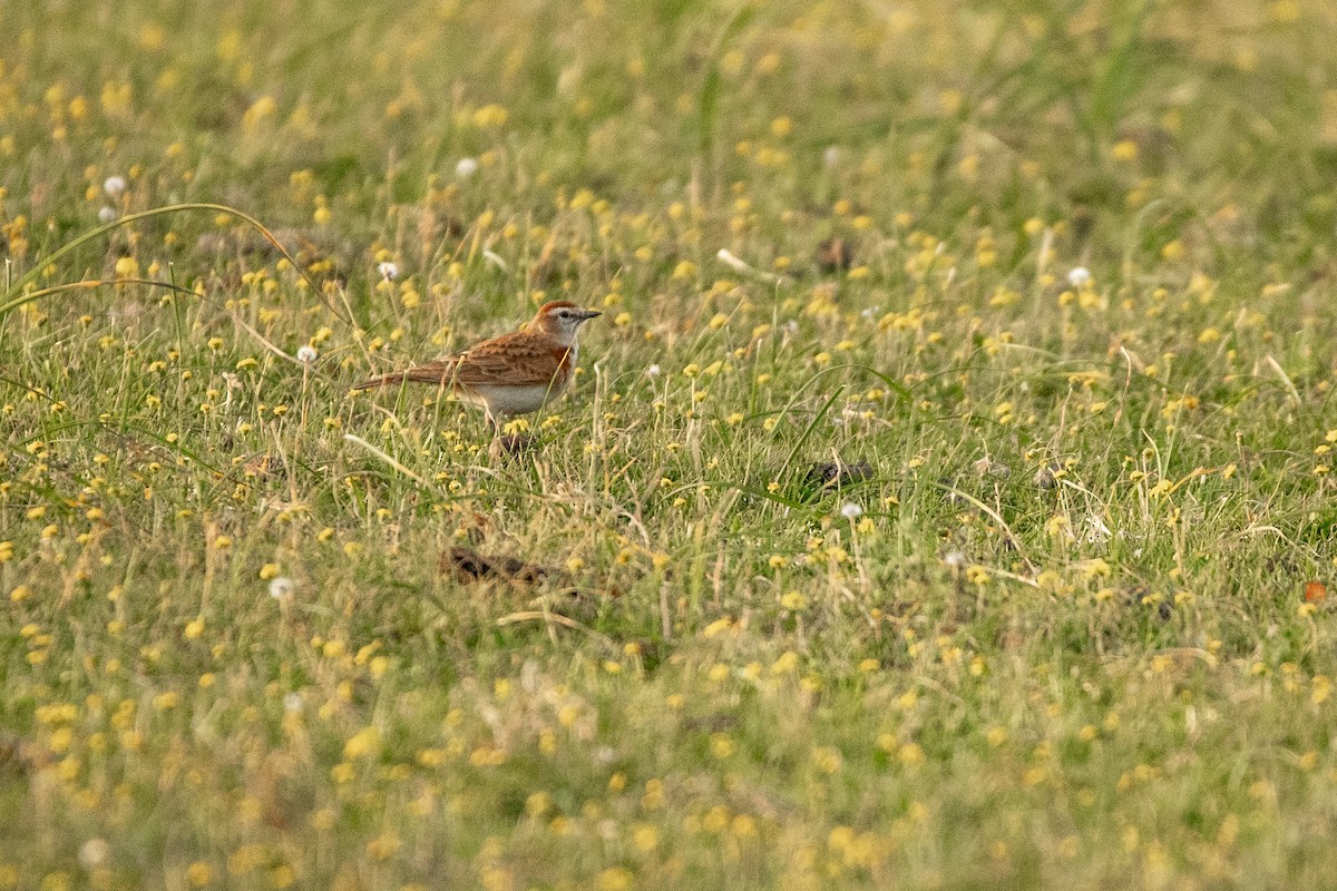 Red-capped Lark - ML641236836