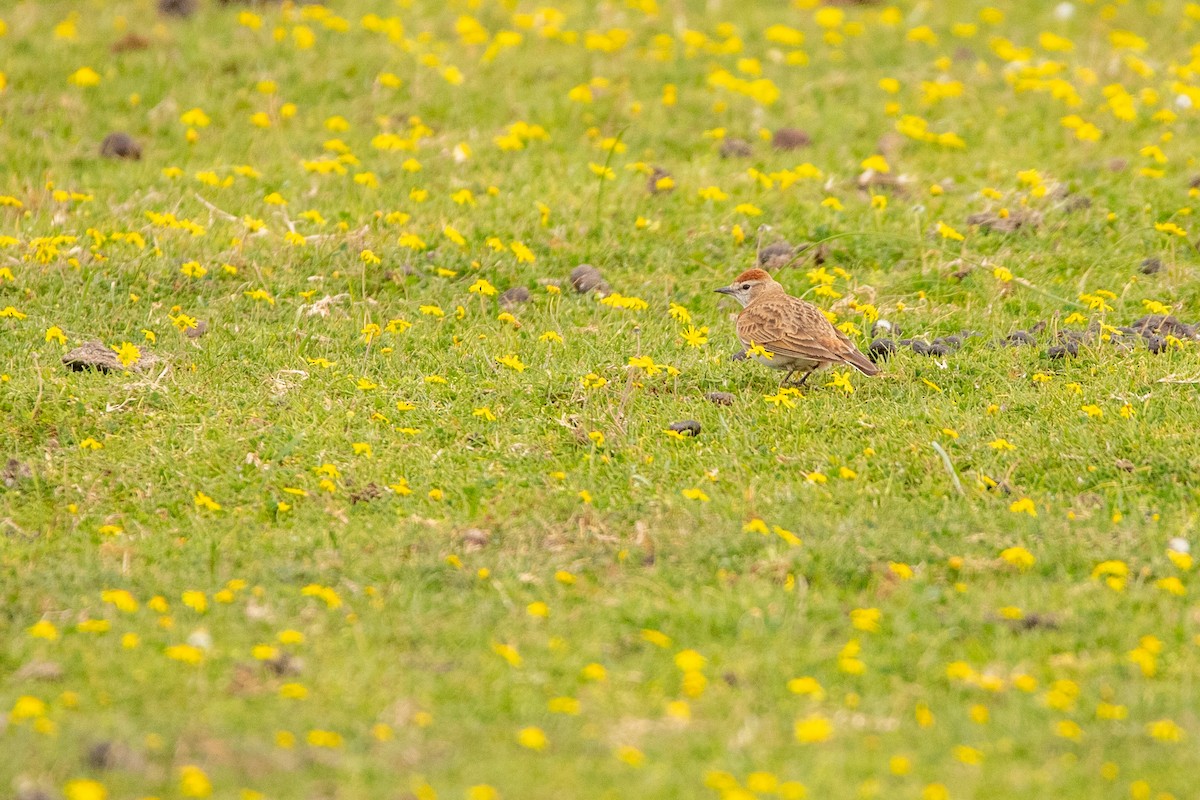 Red-capped Lark - ML641236837