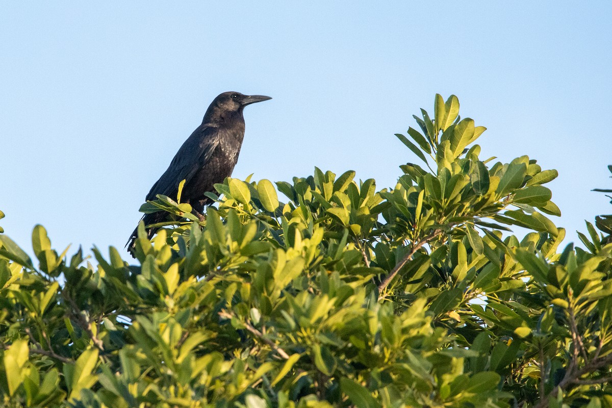 Cape Crow - ML641236840
