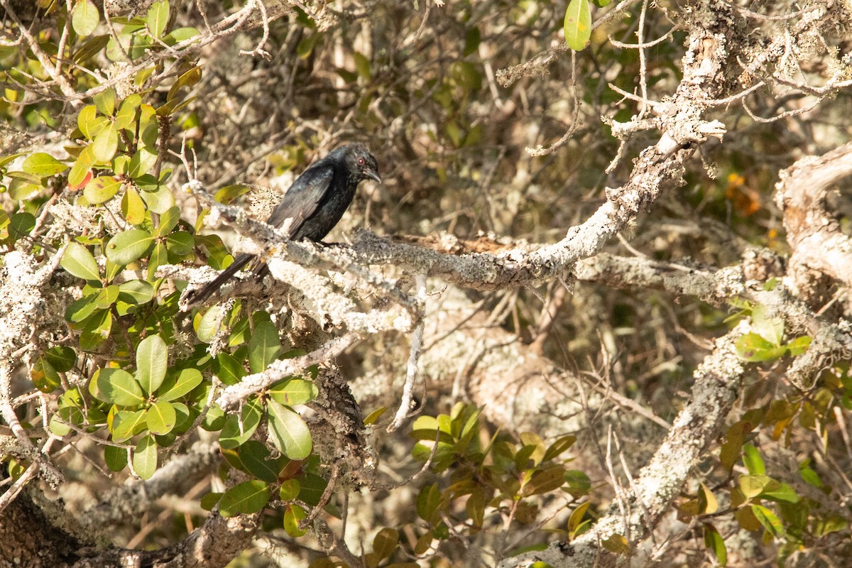 Fork-tailed Drongo - ML641236857