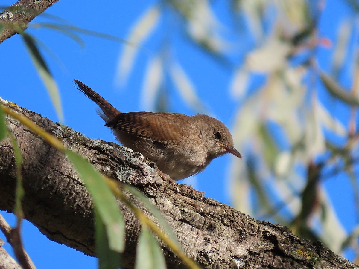 Northern House Wren - ML641236881