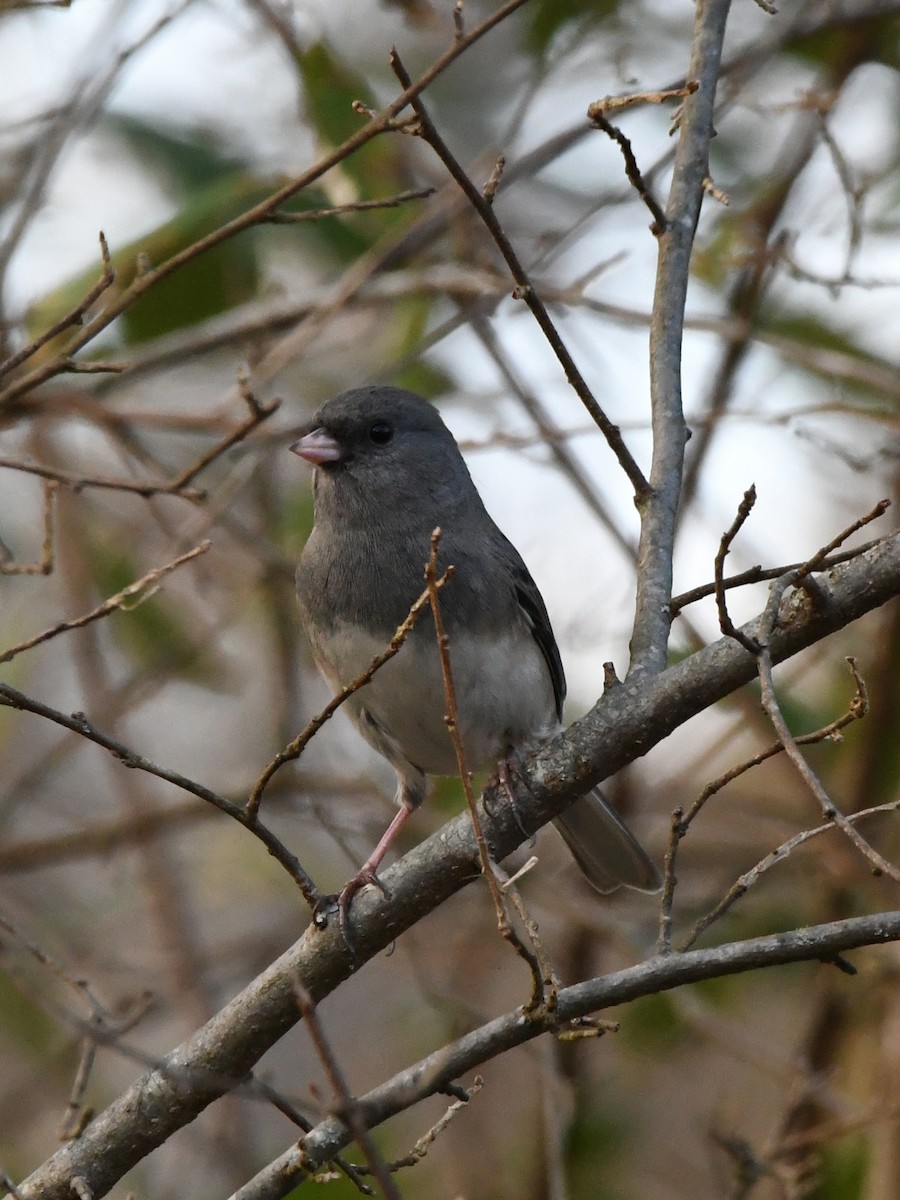 Dark-eyed Junco - ML641236887