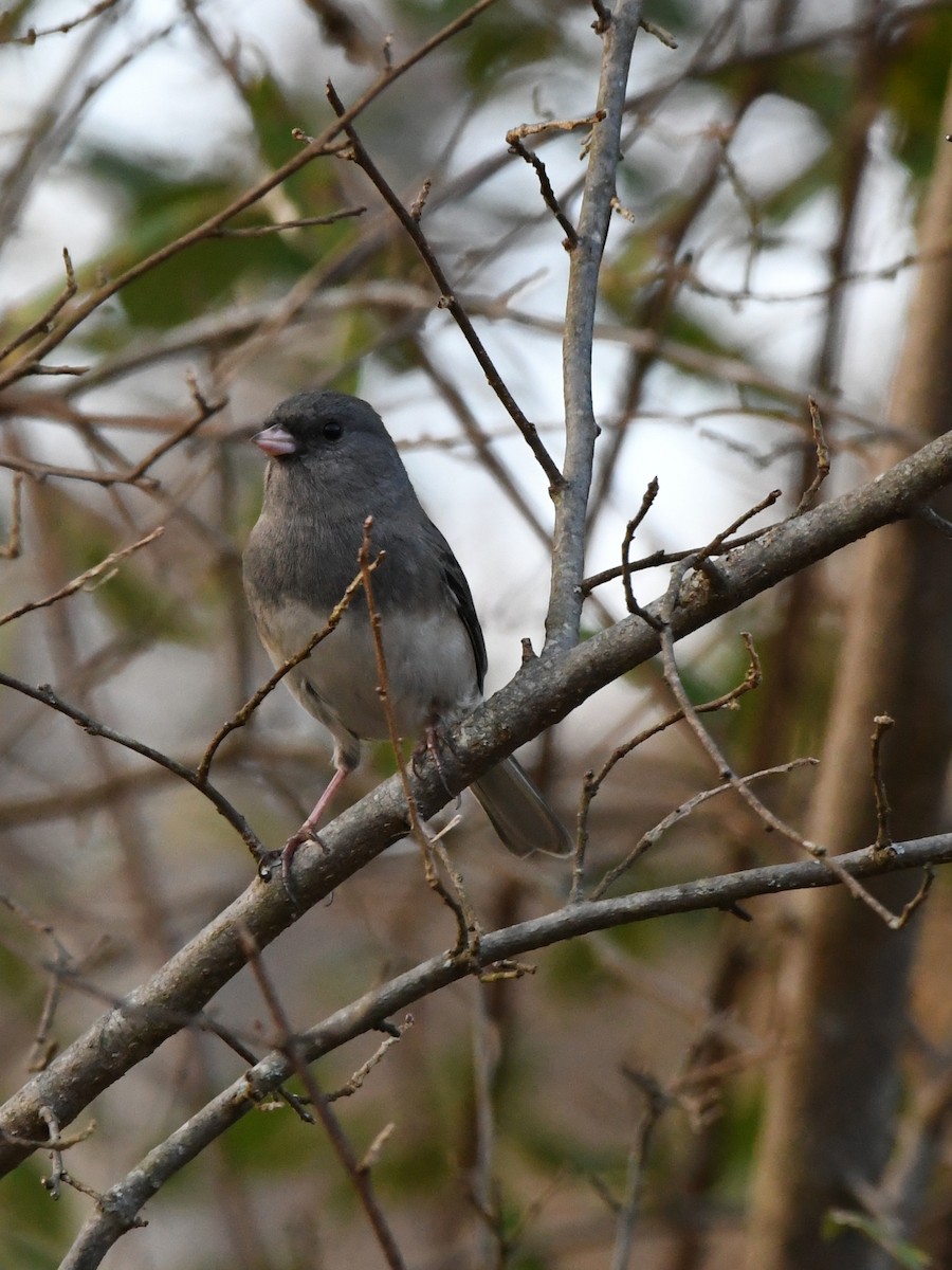 Dark-eyed Junco - ML641236888