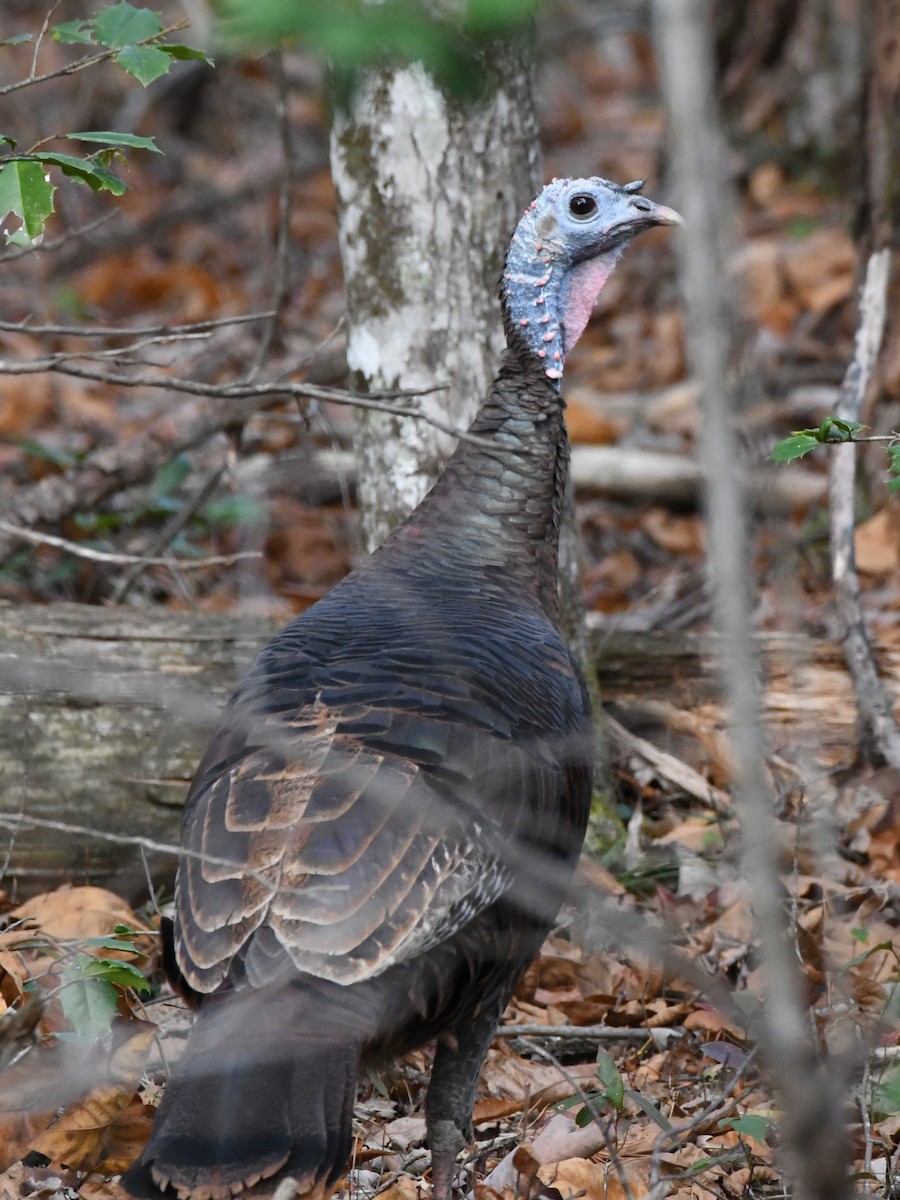 Wild Turkey - ML641236889