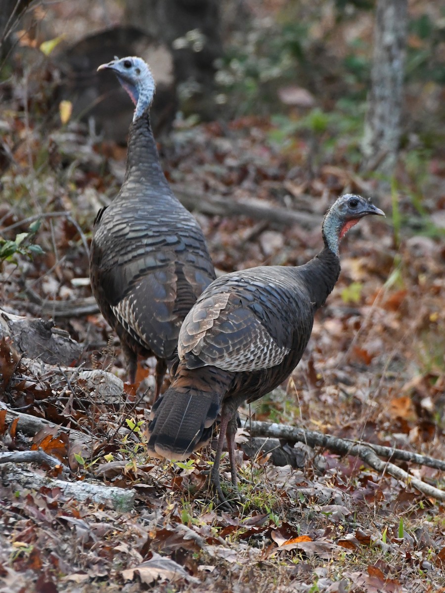 Wild Turkey - ML641236890