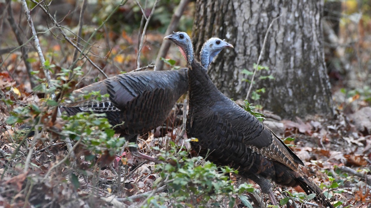 Wild Turkey - ML641236891