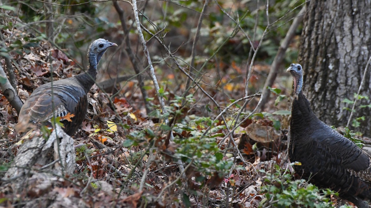Wild Turkey - ML641236892