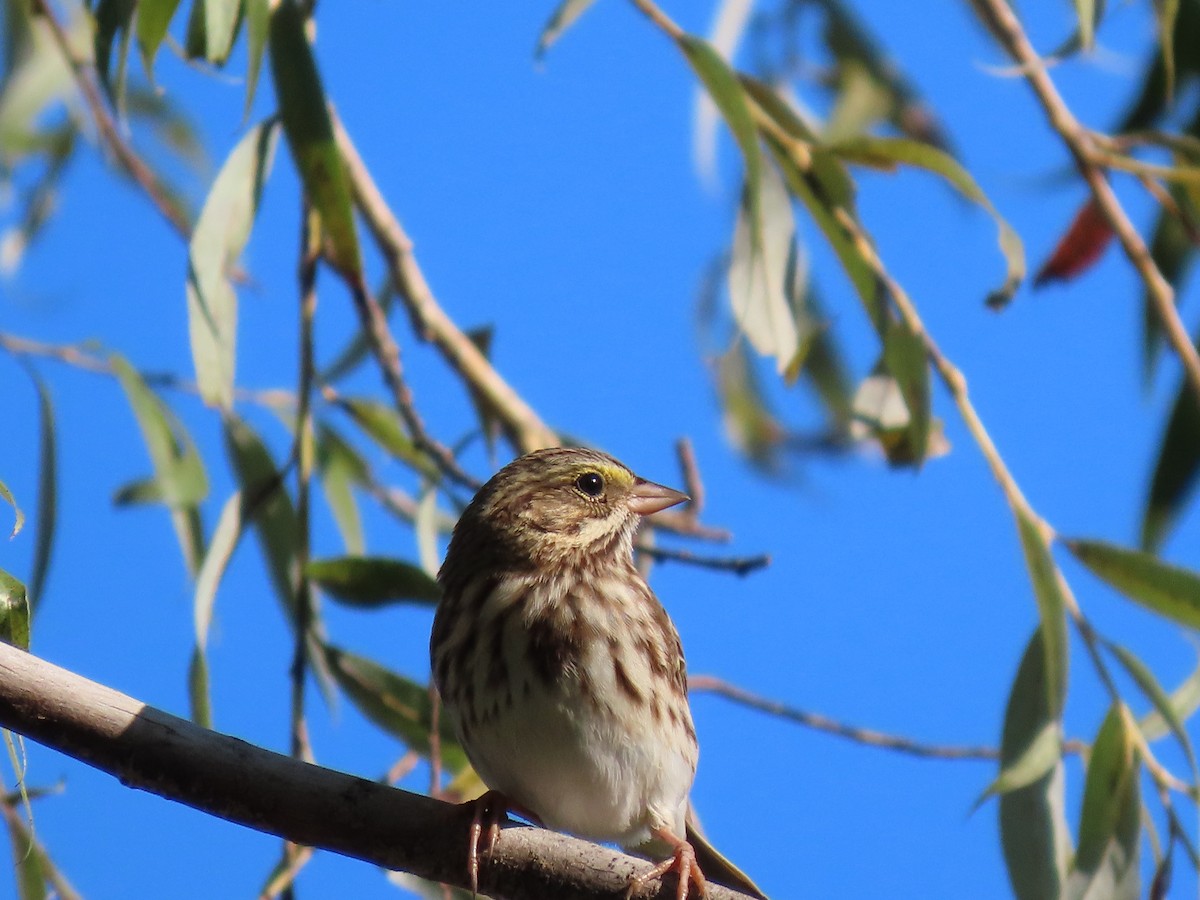 Savannah Sparrow - ML641236894