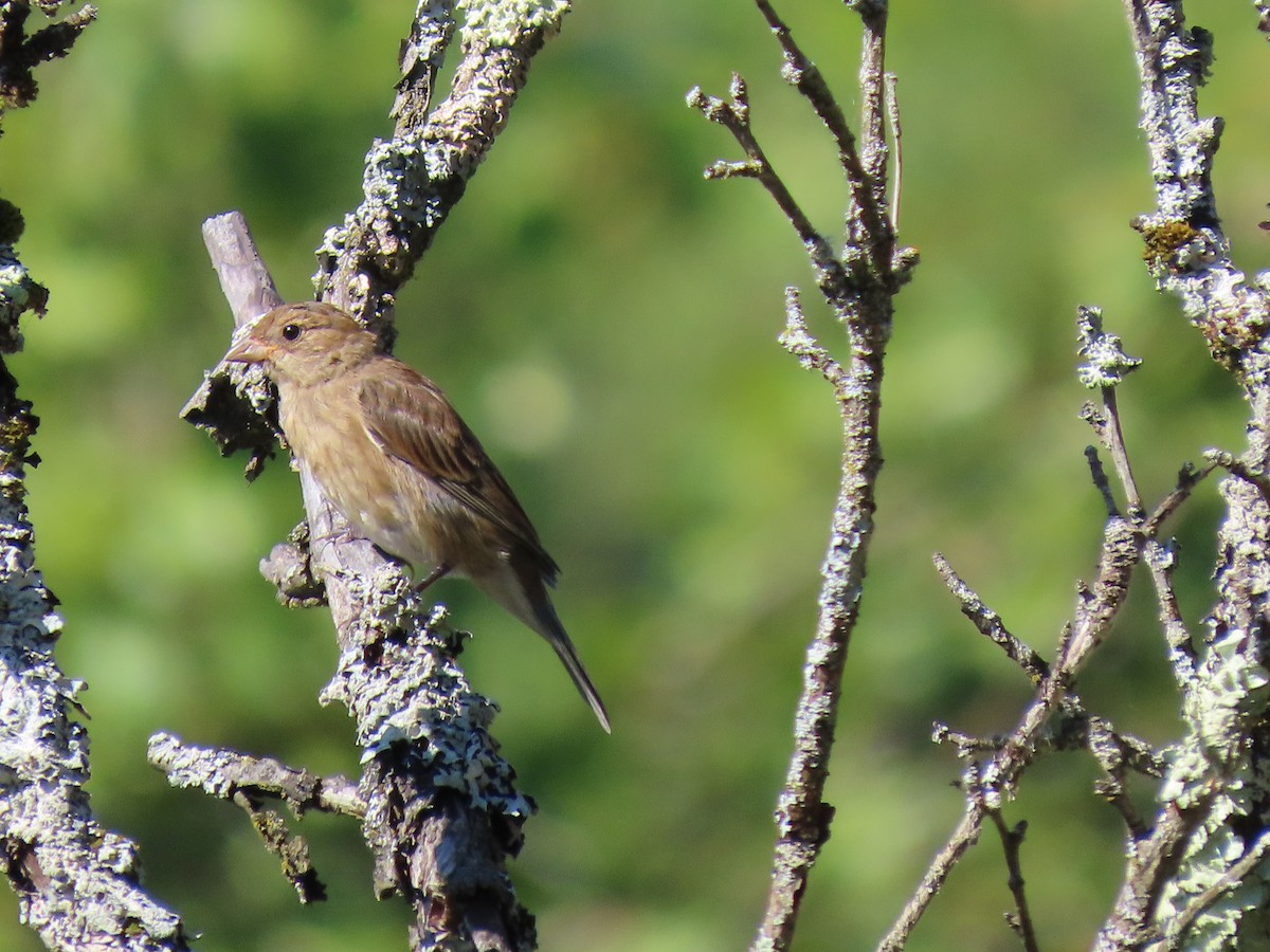 Indigo Bunting - ML641236902