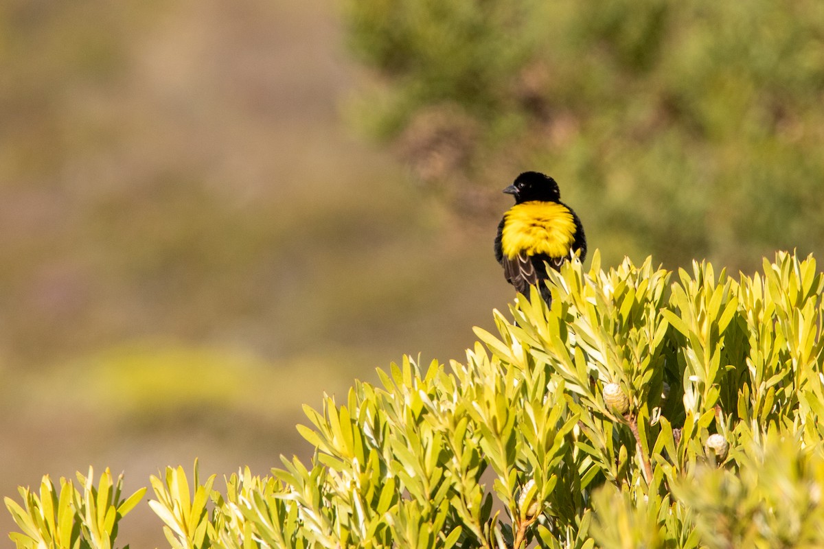 Yellow Bishop - ML641236904