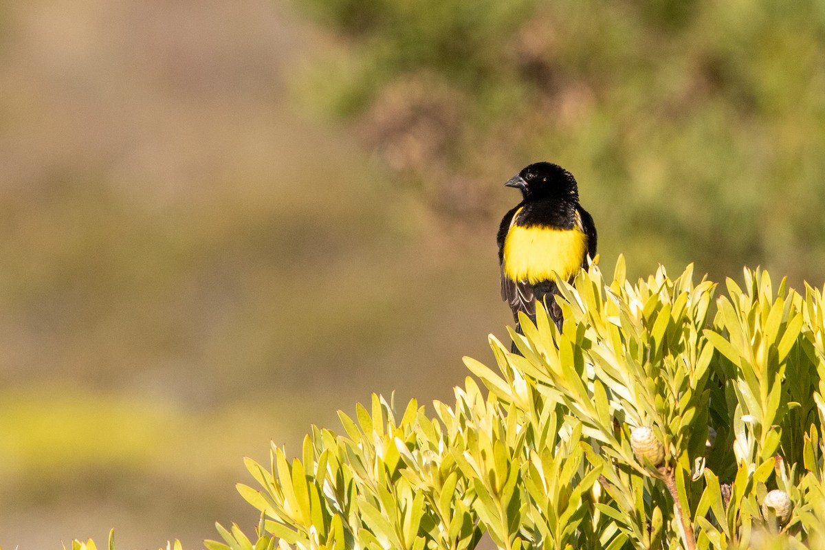 Yellow Bishop - ML641236905
