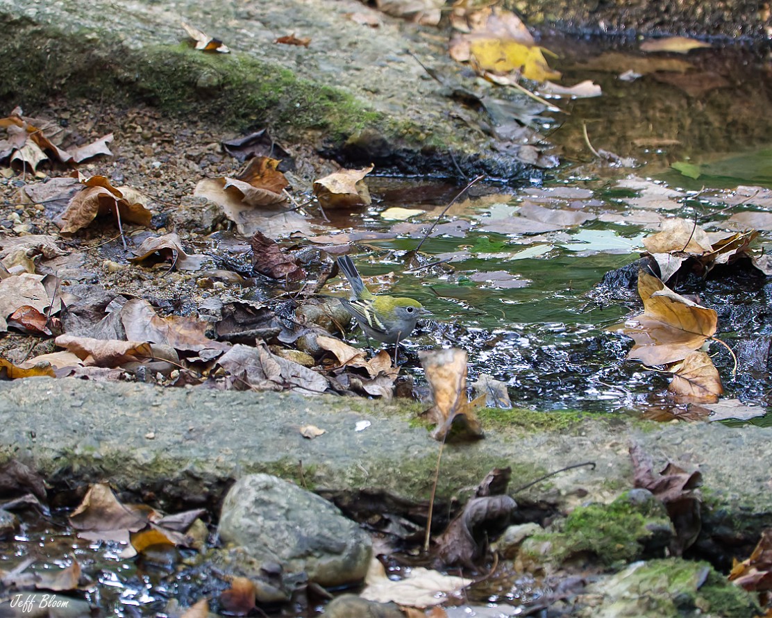 Chestnut-sided Warbler - ML641236906