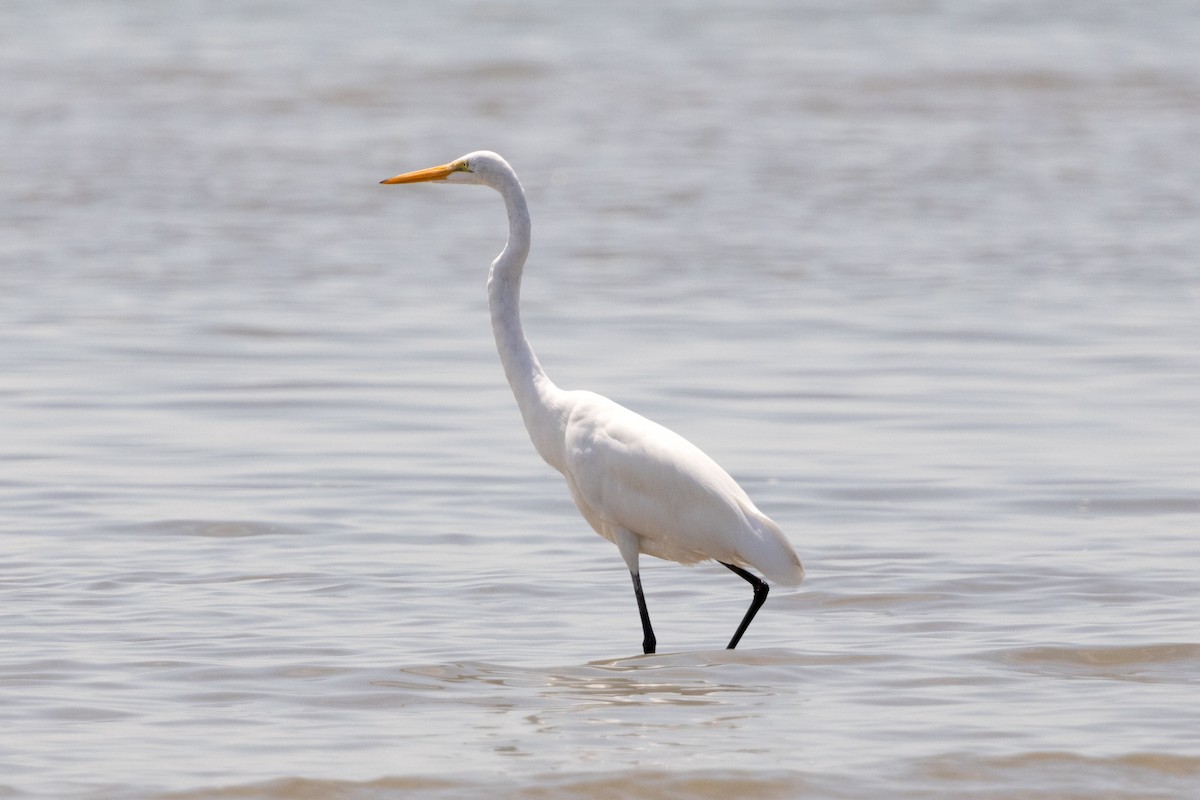 大白鷺 - ML641236909