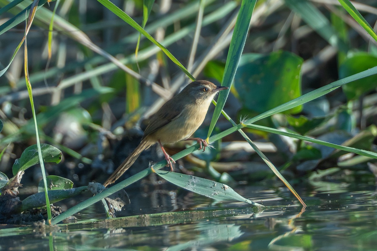 Plain Prinia - ML641236911