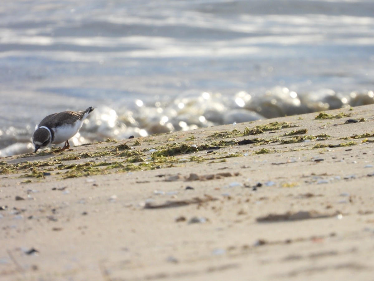 Semipalmated Plover - ML641236917