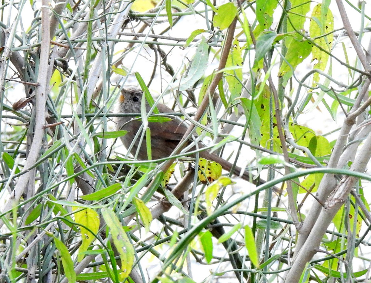 Sharp-billed Canastero - ML641236938