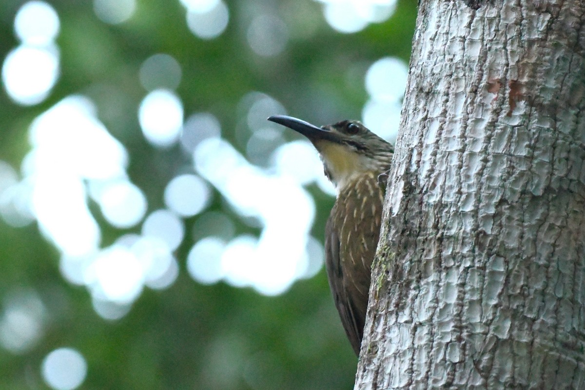 White-throated Woodcreeper - ML641236971