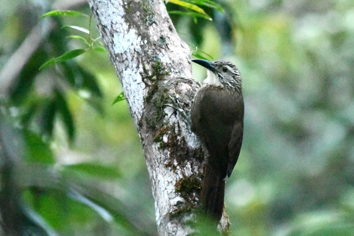 White-throated Woodcreeper - ML641236972