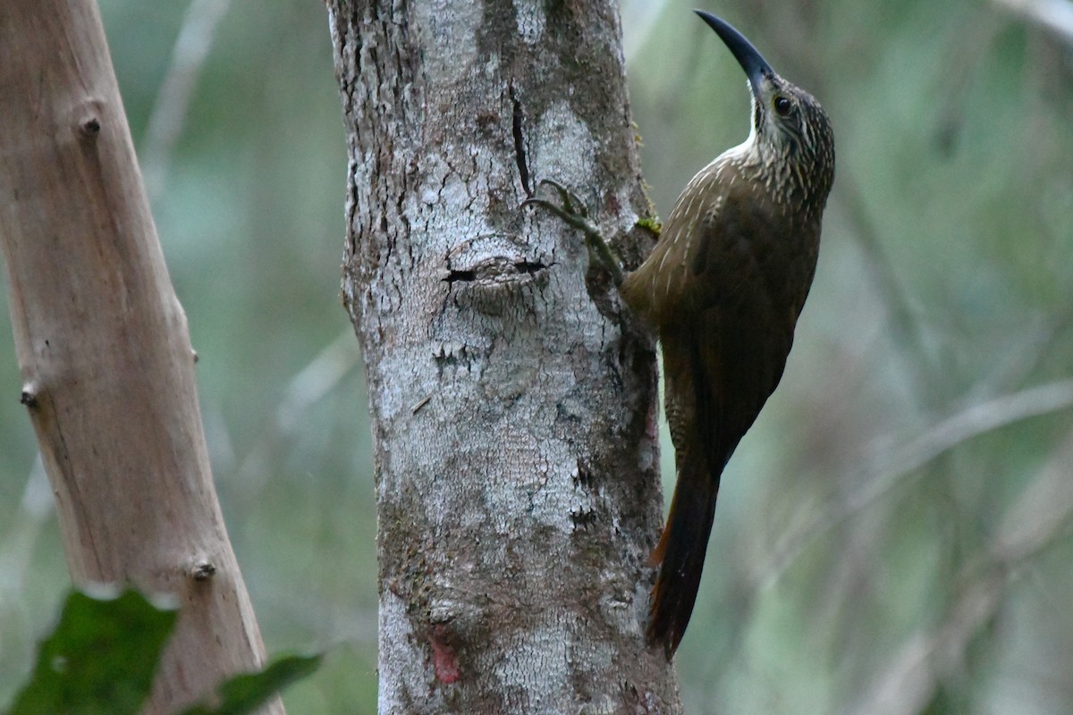White-throated Woodcreeper - ML641236973
