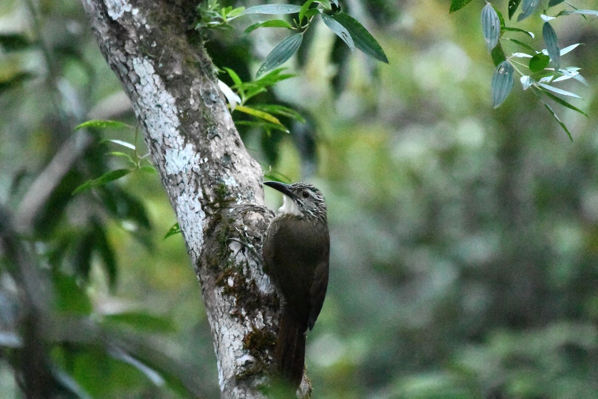 White-throated Woodcreeper - ML641236974