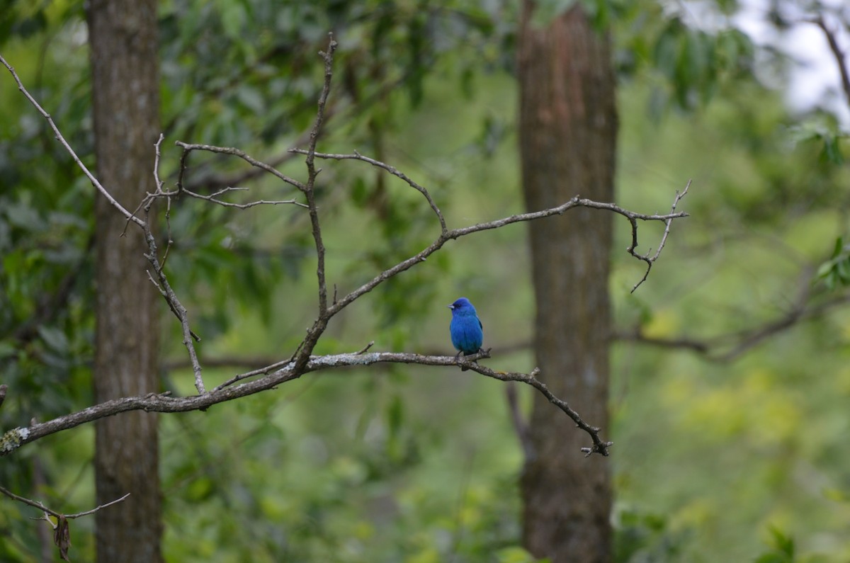 indigospurv - ML641236978