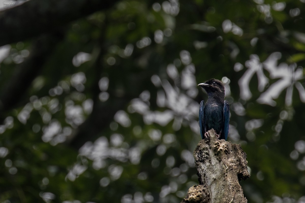 Dollarbird - ML641236984