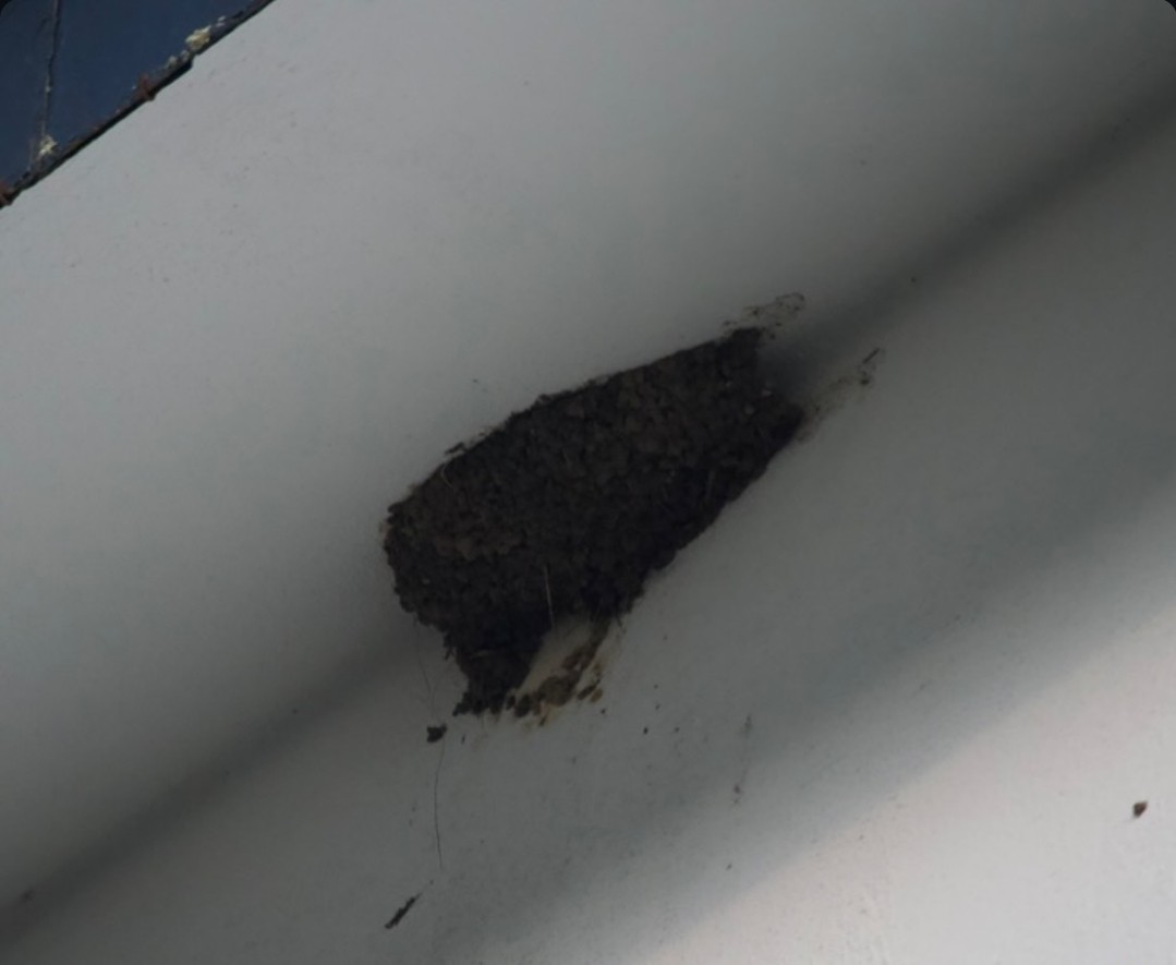 European Red-rumped Swallow - ML641236994