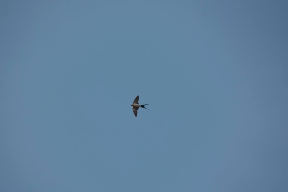 European Red-rumped Swallow - ML641236995