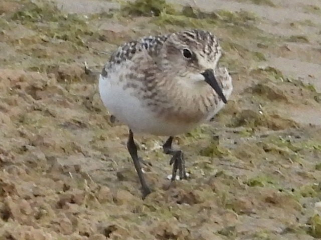 Baird's Sandpiper - ML641236997