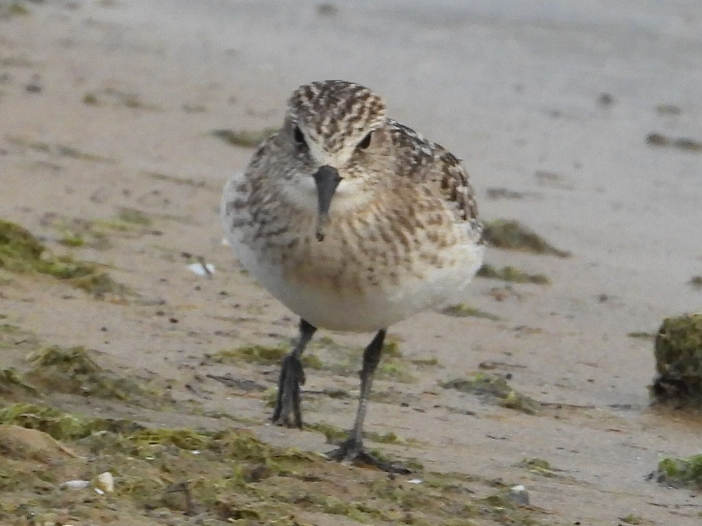 Baird's Sandpiper - ML641236998