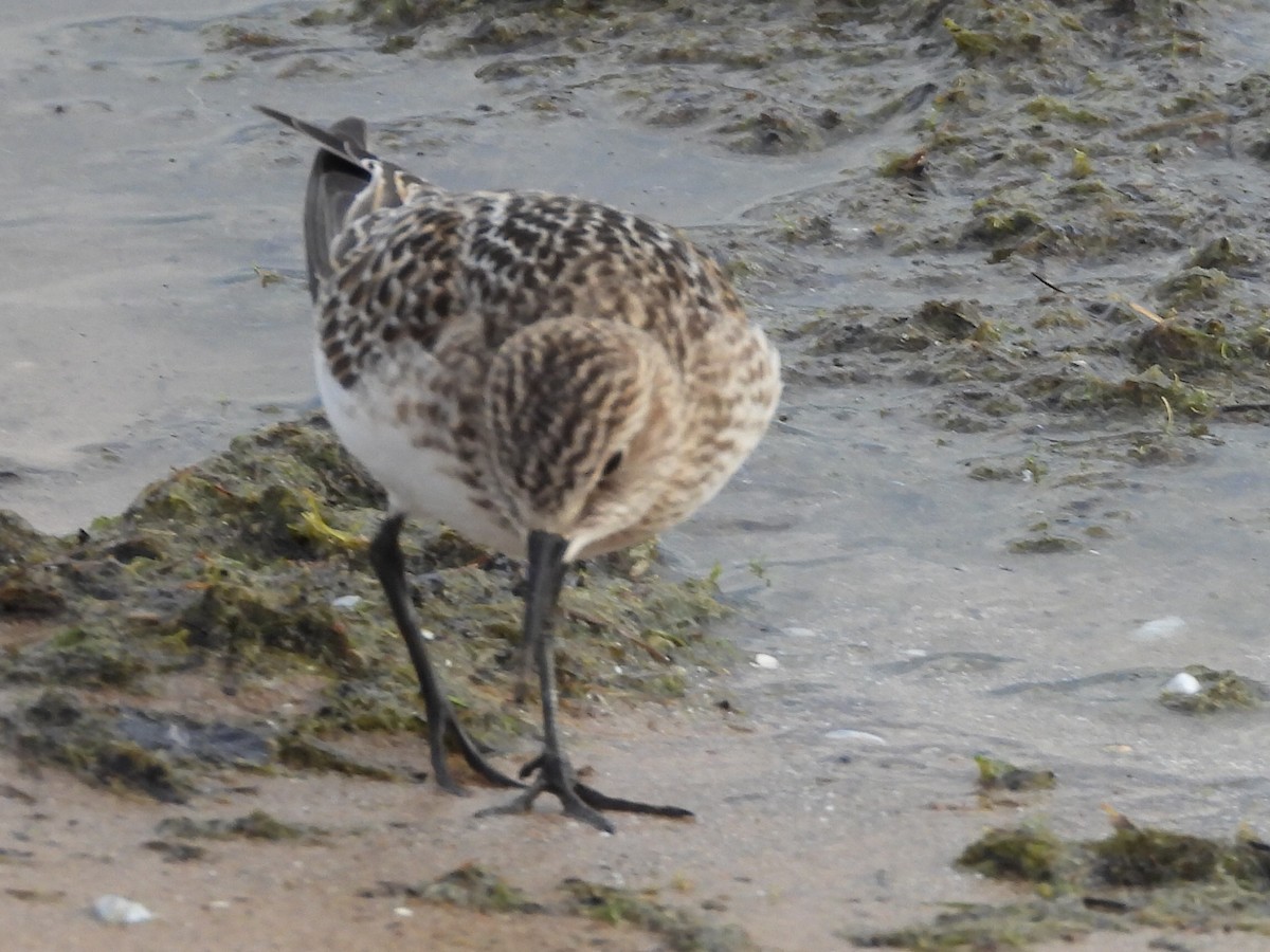 Baird's Sandpiper - ML641236999