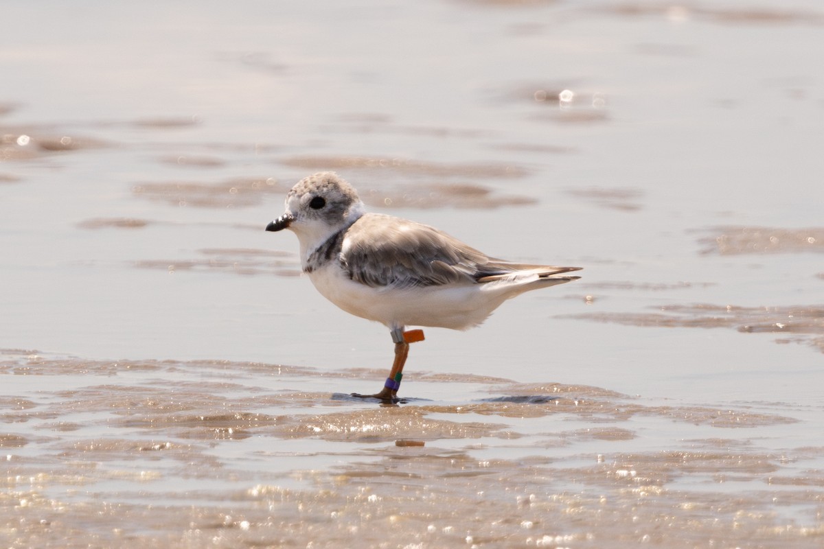 Piping Plover - ML641237014