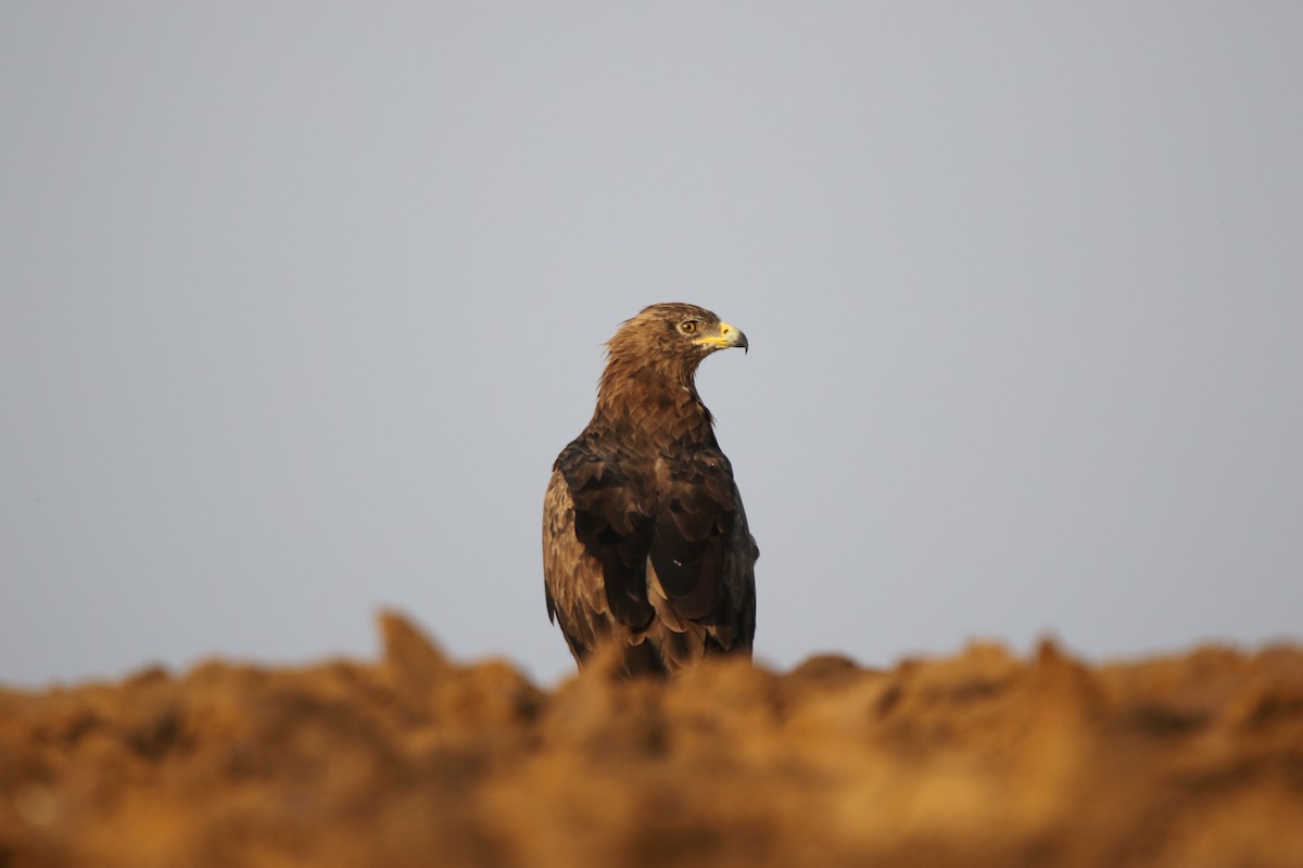 Schreiadler - ML641237038