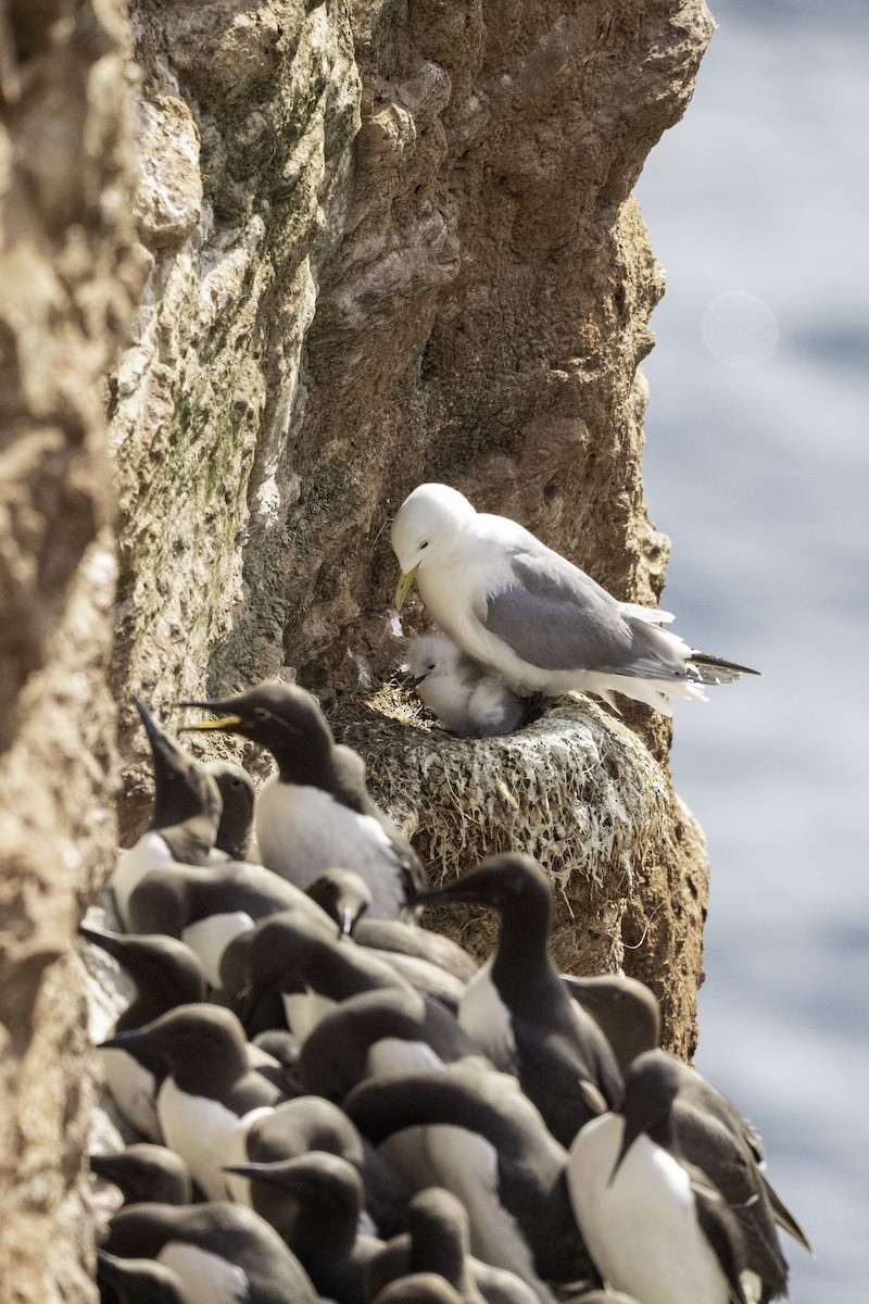 Гурван хуруут цахлай - ML641237057