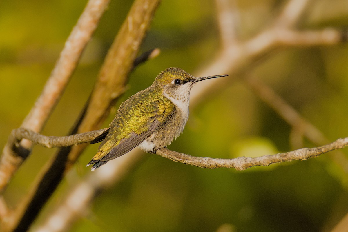Ruby-throated Hummingbird - ML641237067