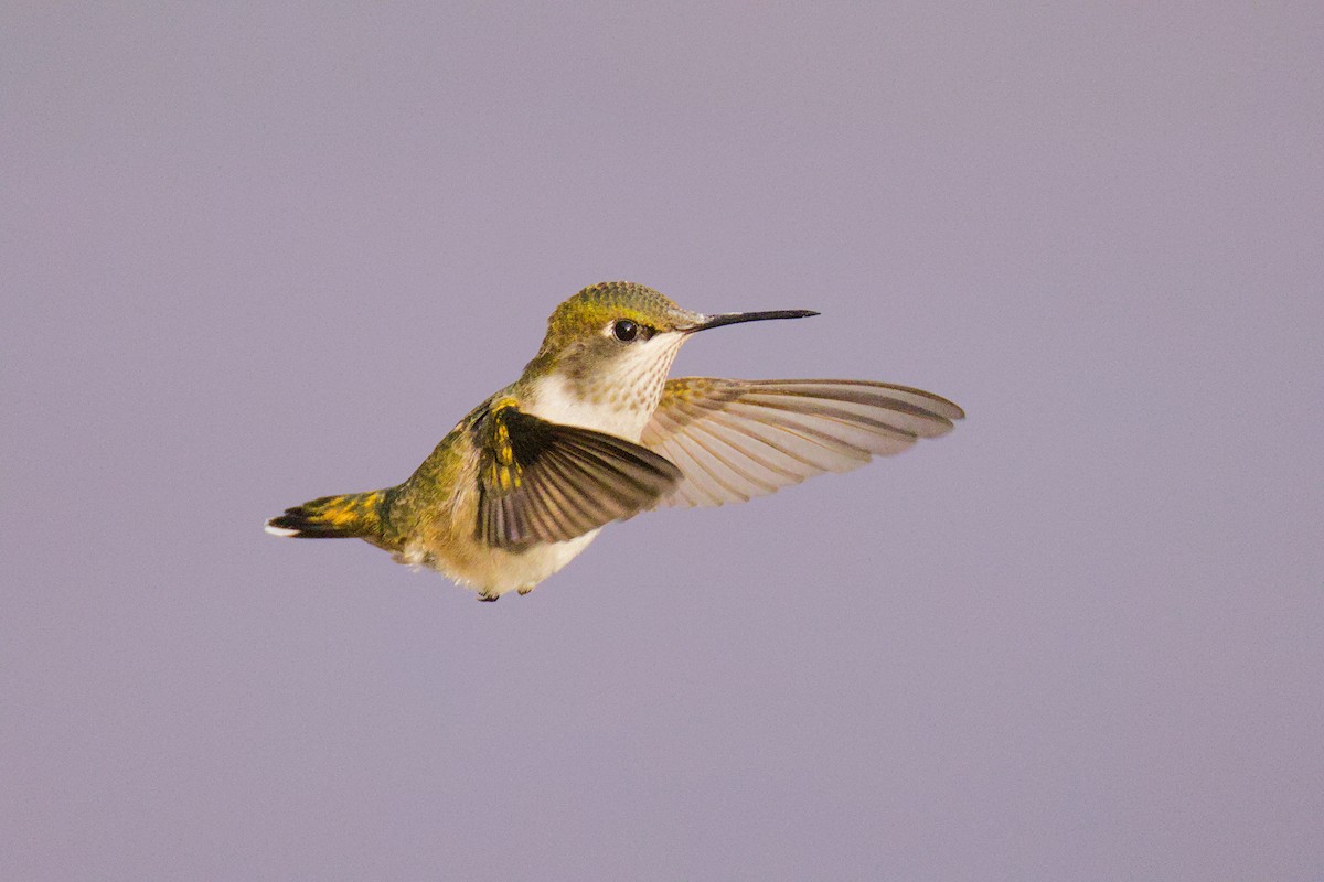 Ruby-throated Hummingbird - ML641237068