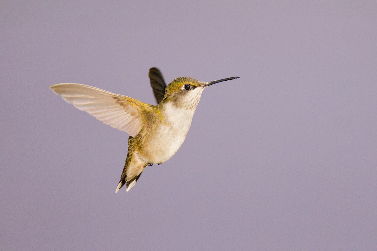 Ruby-throated Hummingbird - ML641237069