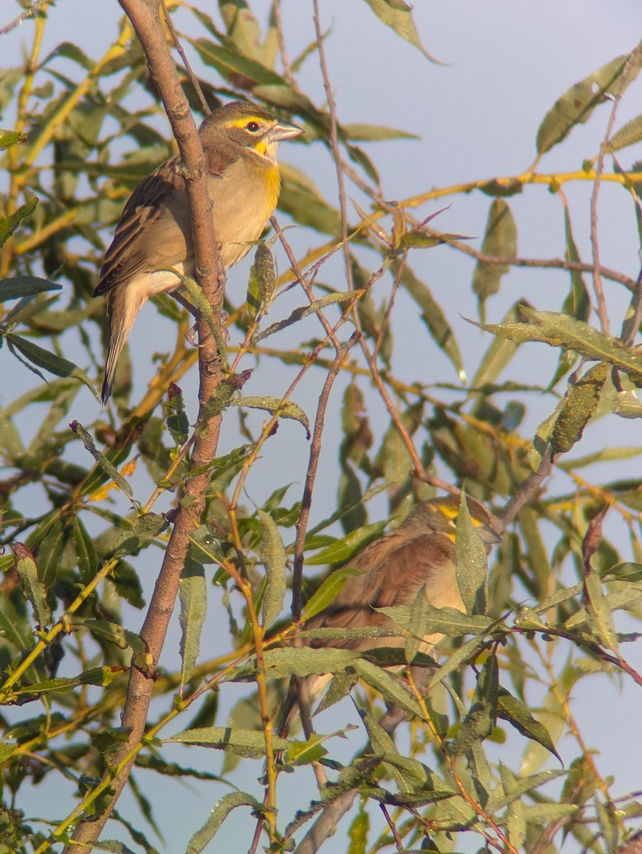 Dickcissel - ML641237079