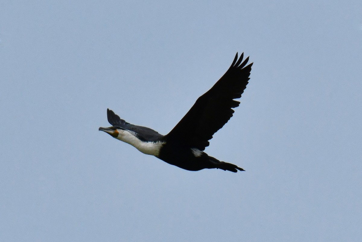 Great Cormorant (White-breasted) - ML641237094