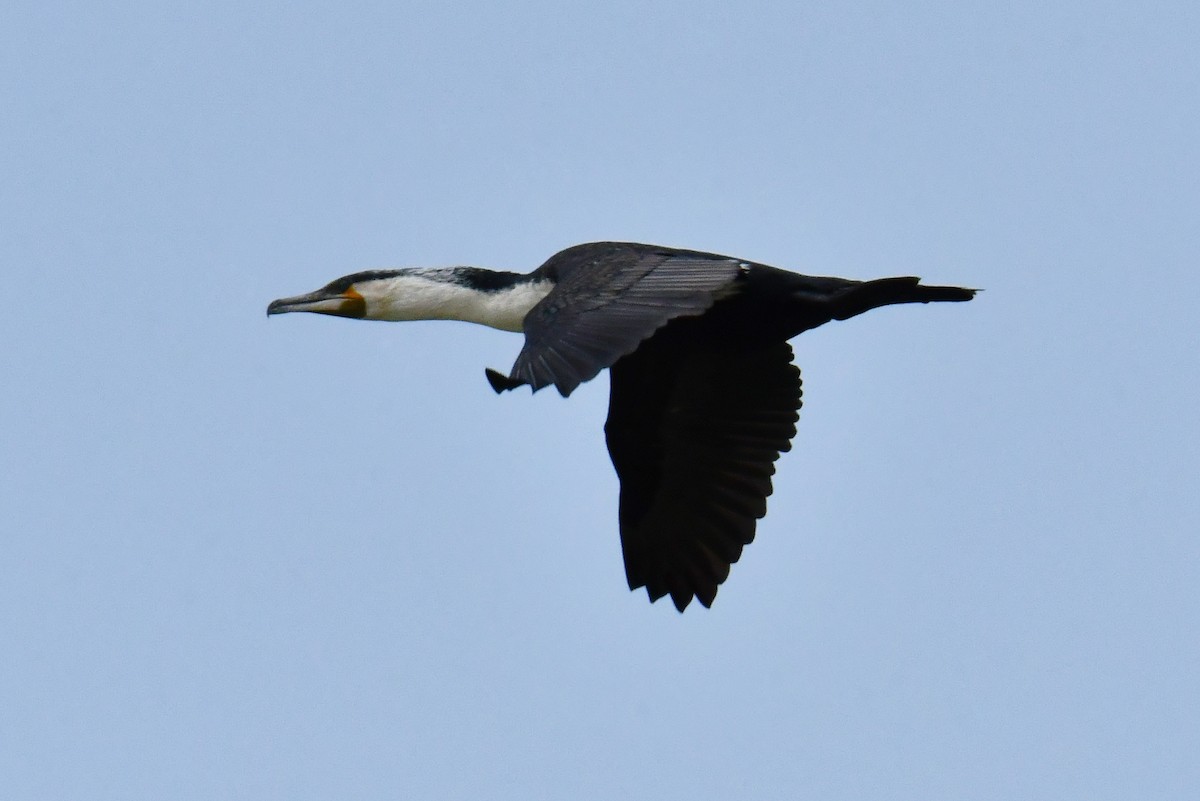 Great Cormorant (White-breasted) - ML641237097
