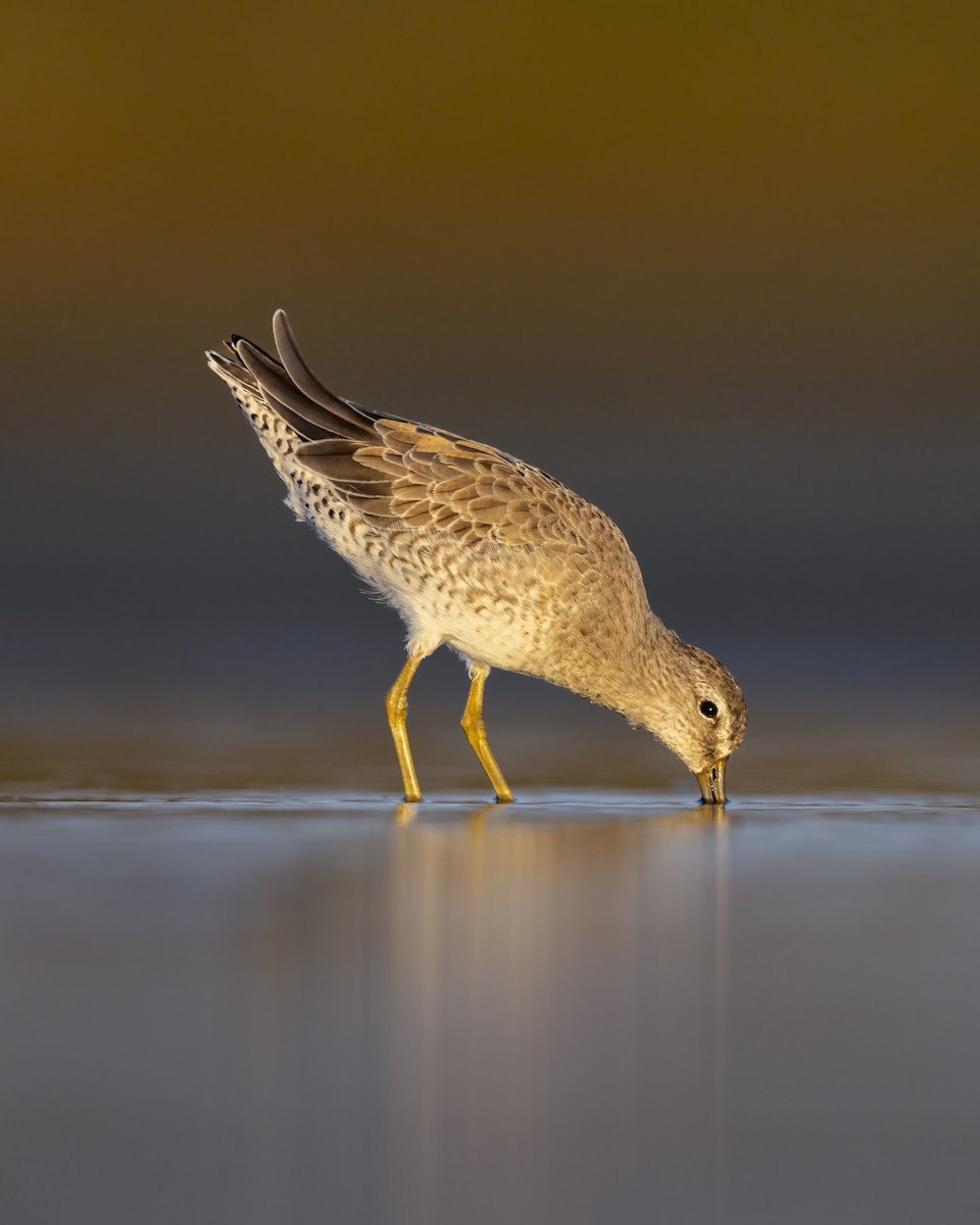Short-billed Dowitcher - Dorian Anderson