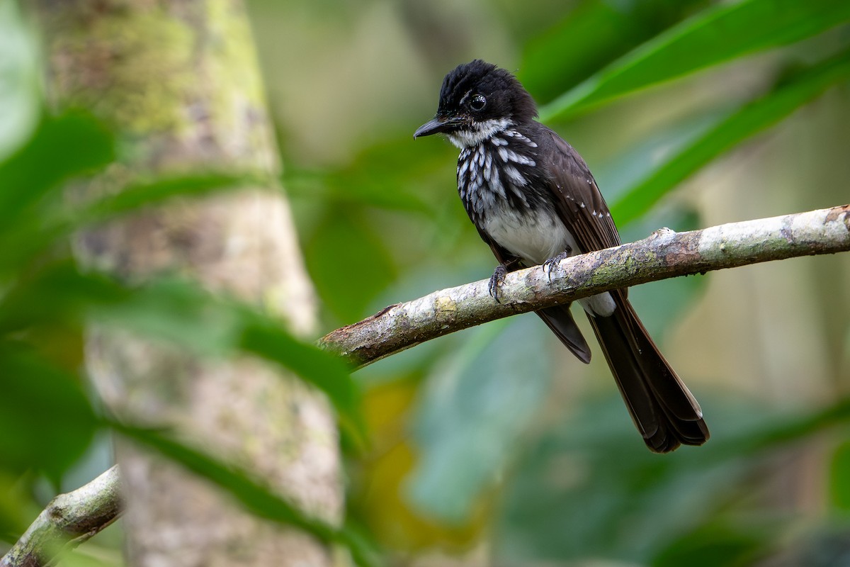 White-gorgeted Fantail - ML641237121