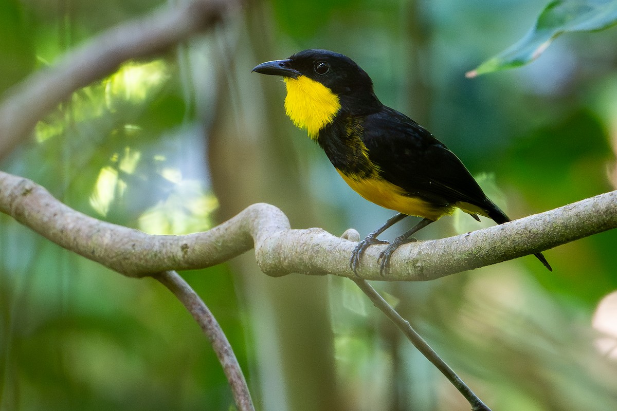 Oriole Whistler - ML641237134